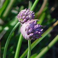 Image result for Allium acutiflorum