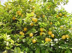 Image result for Lemon Tree Blooming