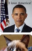 Image result for LOL Cat Memes Funny
