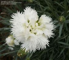 Image result for Dianthus plumarius Mrs Sinkins
