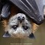 Image result for Cute Flying Fox Bat