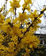 Image result for FORSYTHIA INT. WEEKEND