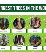 Image result for Biggest Tree in the World of Big Get Type