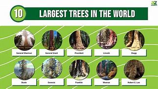 Image result for Hopea Nutans the Biggest Tree in the World