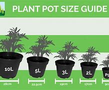 Image result for How Big Is a 10 Inch Pot