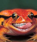 Image result for Funny Looking Toad