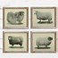 Image result for Vintage Sheep Prints