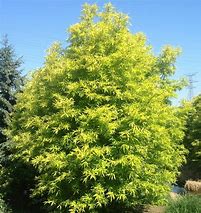 Image result for Salix sachalinensis Golden Sunshine
