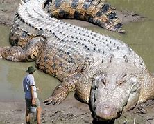 Image result for Biggest CROCODILE Ever Photographed