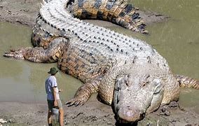 Image result for Largest Biggest CROCODILE Ever