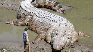 Image result for World's Biggest Saltwater Crocodile