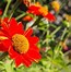 Image result for Neon Red and Orange Flowers