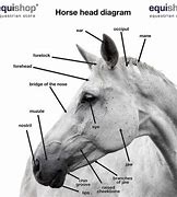 Image result for Horse Mandible