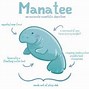 Image result for Manatee Puns