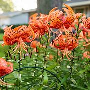 Image result for Lilium lancifolium