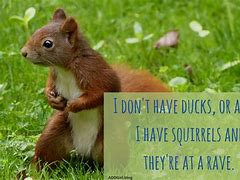 Image result for Squirrel ADHD Meme
