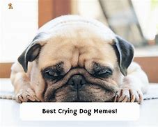 Image result for Funny Crying Dog Meme