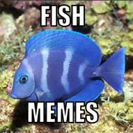 Image result for Jay-Z Fish Meme