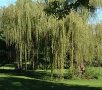Image result for Cricket Bat Willow Tree