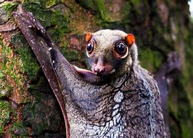 Image result for Cool Weird Animals