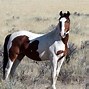 Image result for Prettiest Breed of Horse