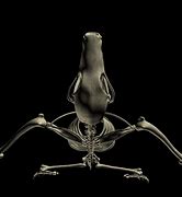 Image result for Bat Skeleton 3D