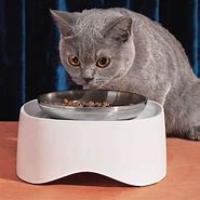 Image result for Kitten Food Bowl