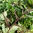 Athyrium niponicum Wildwood Twister に対する画像結果