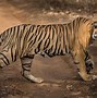 Image result for Tiger Genus