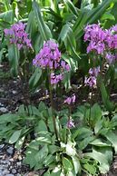 Image result for Dodecatheon Aphrodite