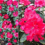 Rhododendron (T) Markeetas Prize 的图像结果