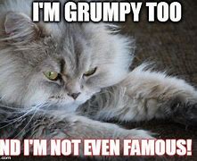 Image result for Cute Fluffy Kittens Memes