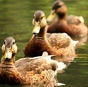 Image result for Ducks in a Row