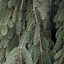 Picea abies Inversa に対する画像結果