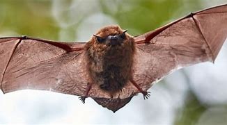Image result for Cute Little Brown Bat