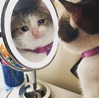 Image result for Crying Cat Aesthetic
