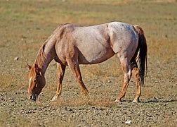 Image result for Strawberry Roan Draft Horse