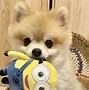 Image result for Cute Pom
