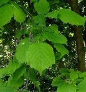 Image result for corylus_maxima