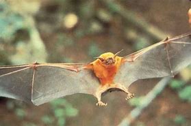 Image result for Bulldog Bat Claws