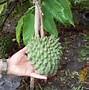 Image result for Kikania Hawaiian Fruit