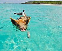 Image result for Great Exuma Island