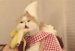 Image result for Cat Banana Memes Funny