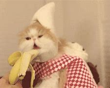 Image result for Food Cat Memes Bannana