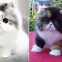 Image result for Persian Kittens Happy Birthday