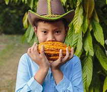 Image result for Cacao Pod