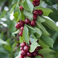 Image result for Prunus avium Sylvia