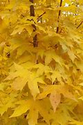 Image result for Maple Tree Yellow Leaves