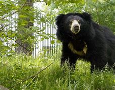 Image result for Real Life Sloth Bear