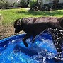 Image result for Cool Dog Pools
